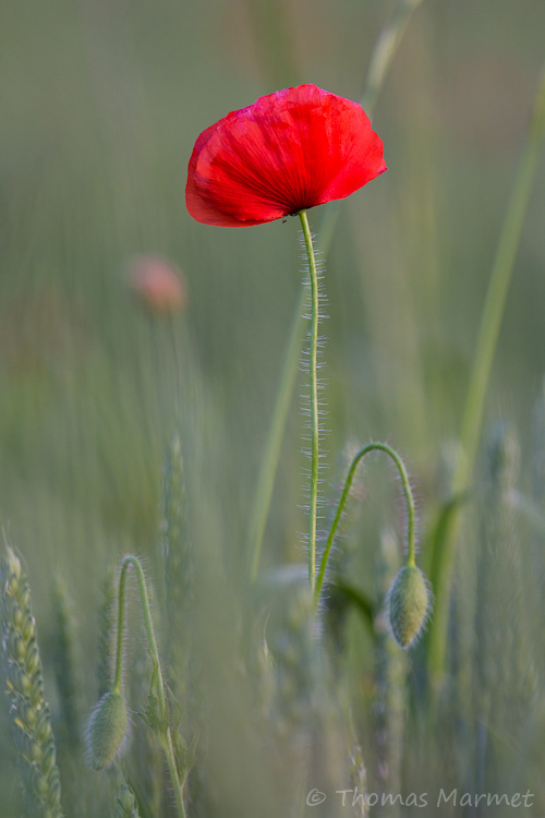 Mohn im Getreidefeld