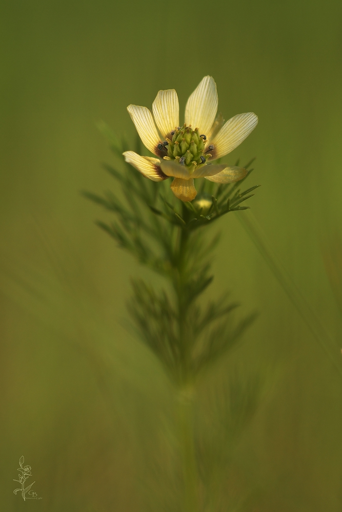 Adonis aestivalis var. citrinus