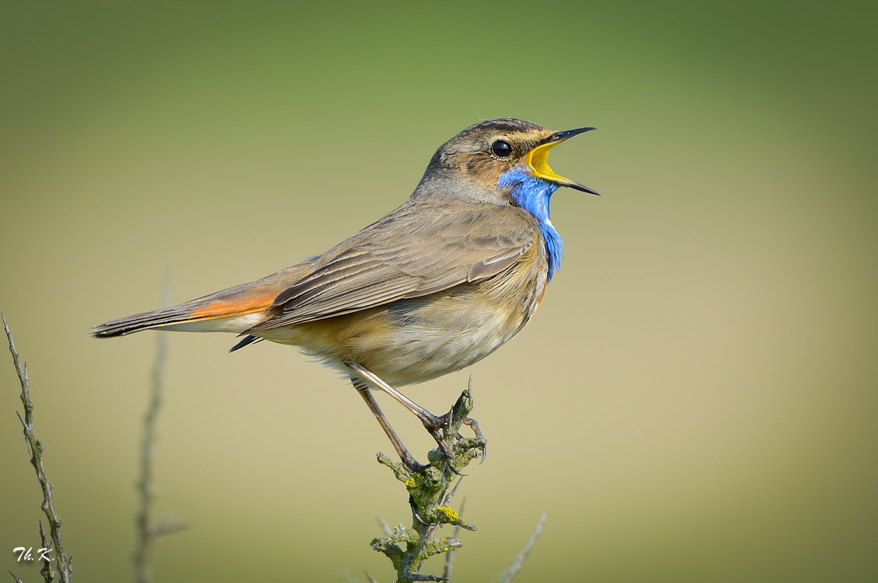 Blaukehlchen ...