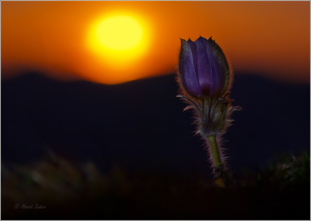 Pulsatilla Vernalis im Abendlicht