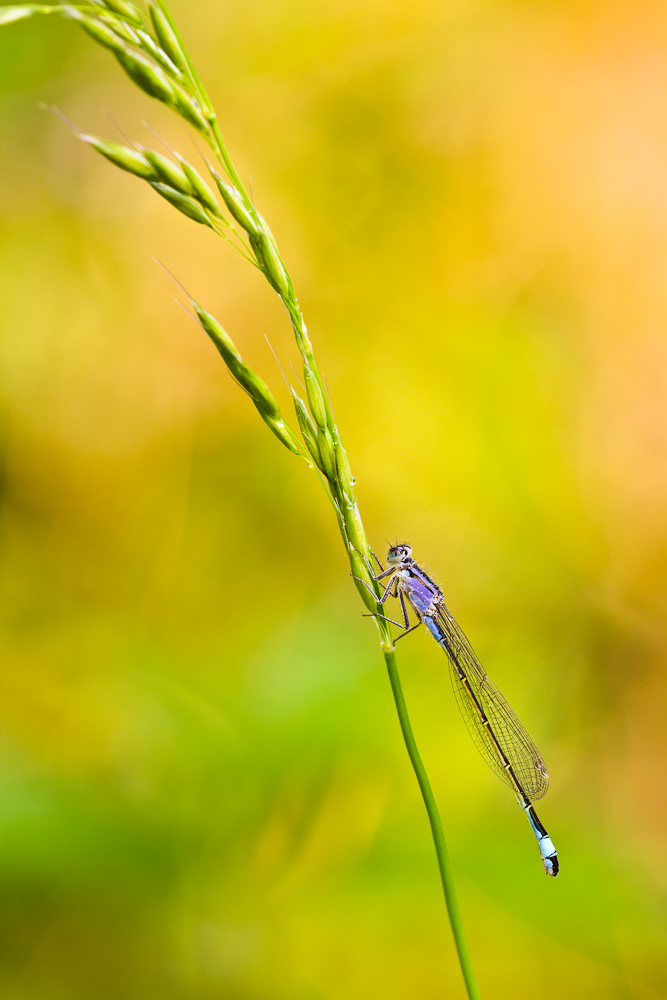 Große Pechlibelle (Ischnura elegans) ♀