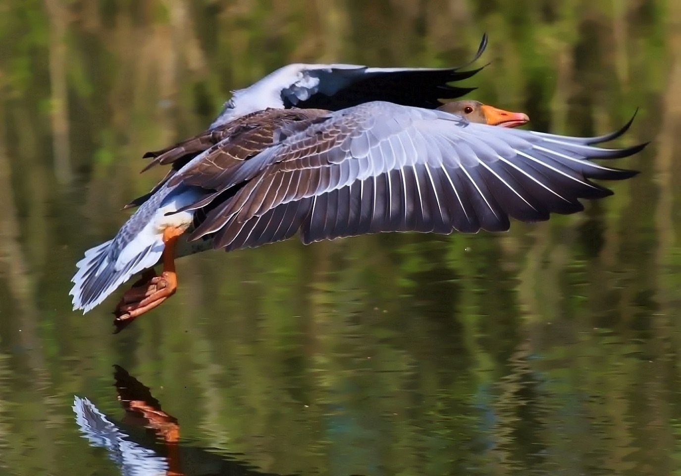 Graugans im Landeanflug