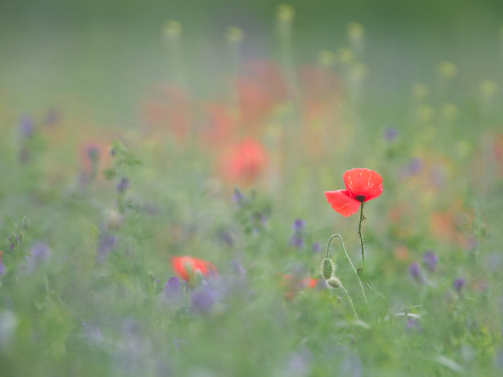 Hommage an Monet