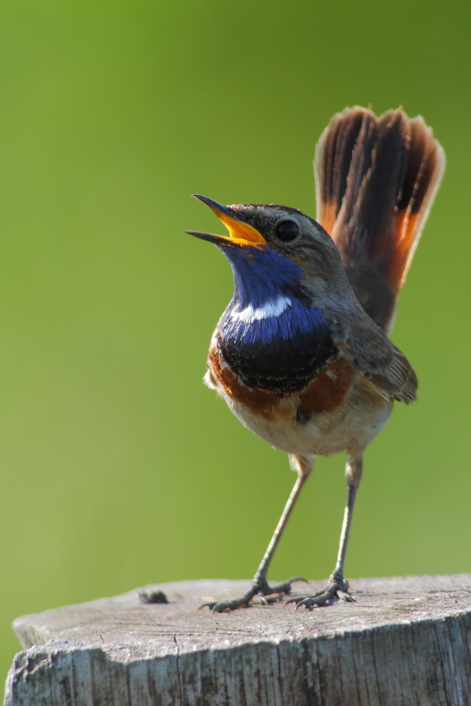 Seienlicht Blaukehlchen
