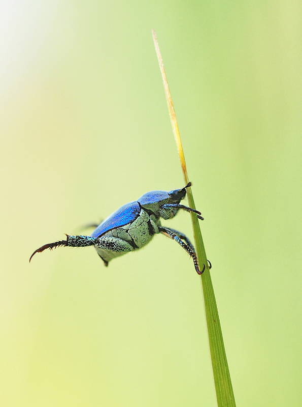 HOPLIA COERULEA