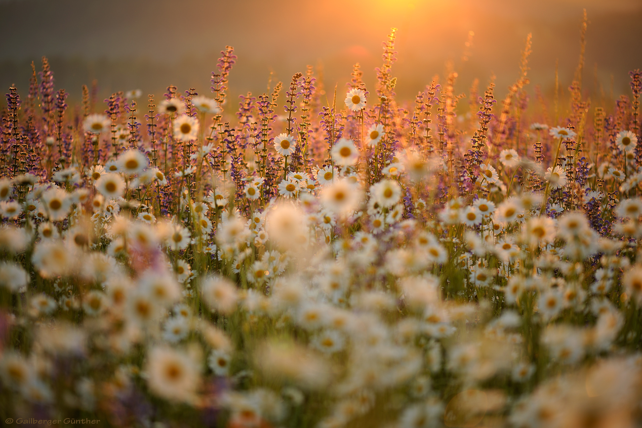 ~ Blumenwiese ~ (Forum für Naturfotografen)