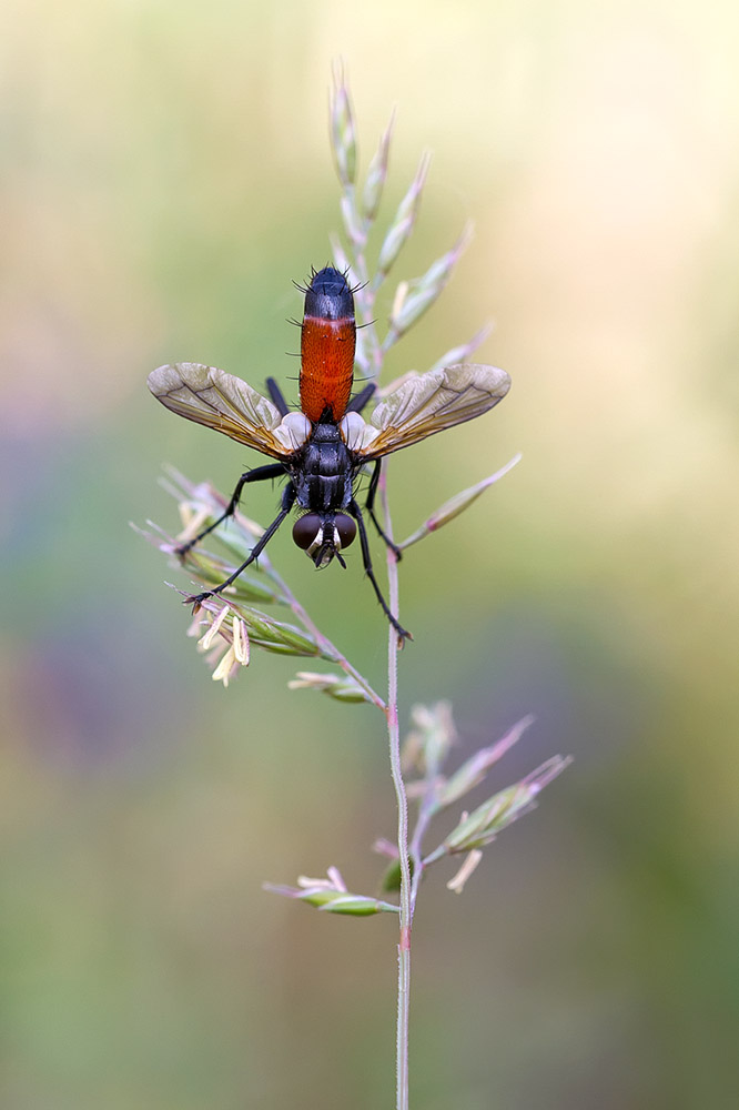 Raupenfliege