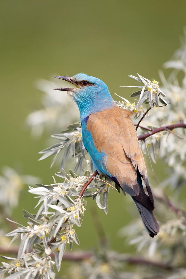 Die Blaue Schönheit