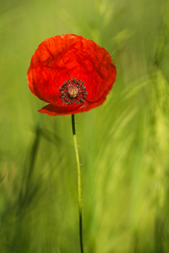 Mohn