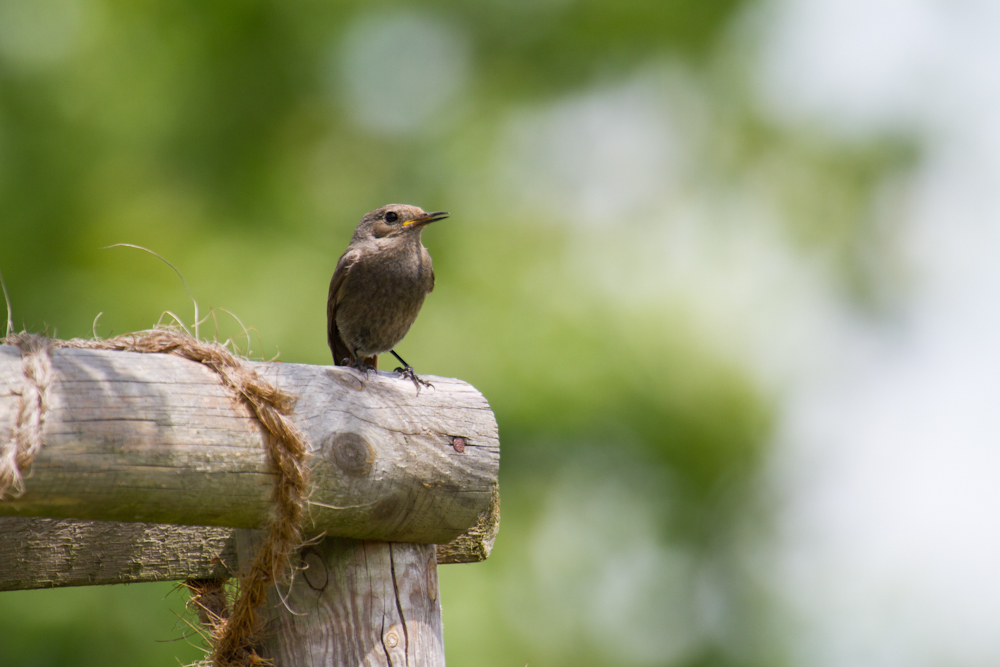 Hausrotschwanz (Phoenicurus ochruros)
