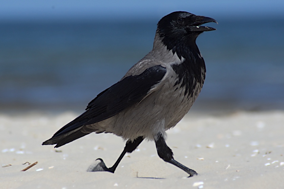 Strandspaziergang