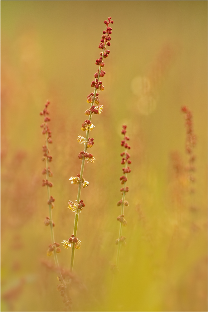  - image::Thomas_Hanauer_suedhessen_sauerampfer_kleiner