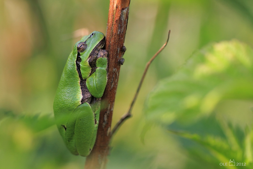 Laubfrosch...