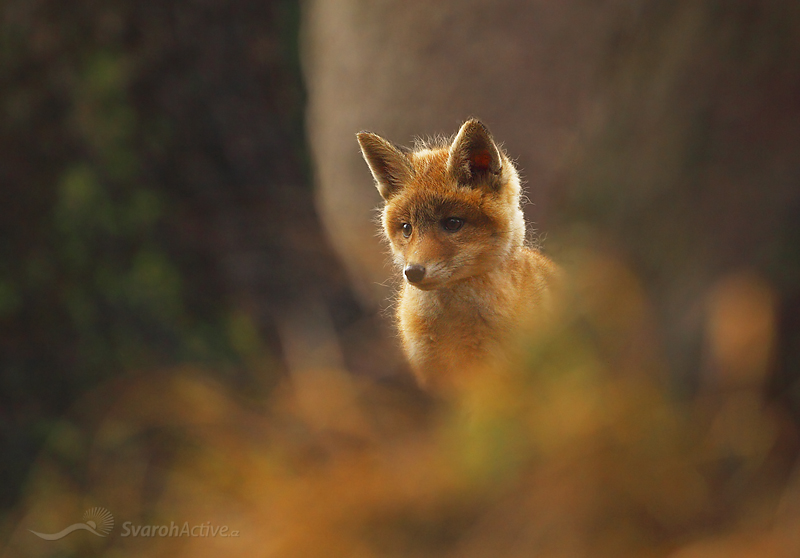 Fuchs (Vulpes vulpes)