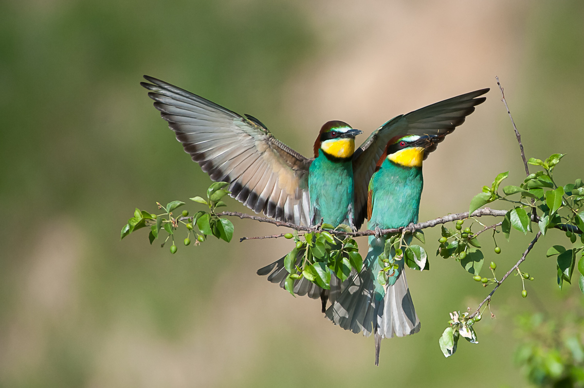 Ein Bienenfresserpaar vor der Futterübergabe