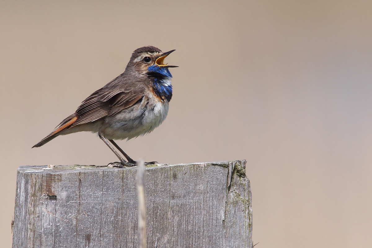 Blaukehlchen (Luscinia svecica)