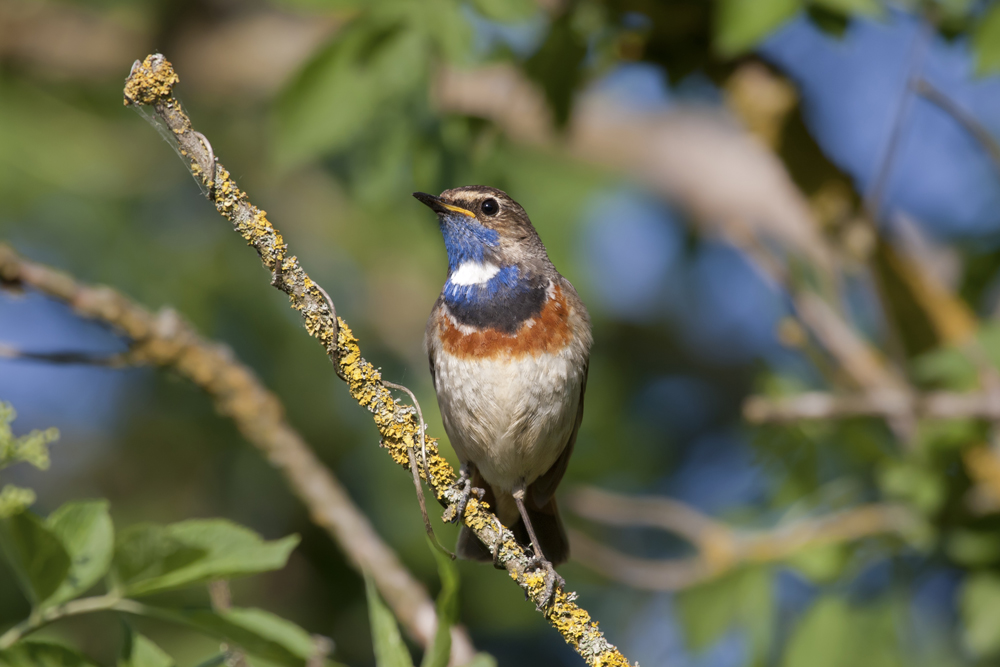 Blaukehlchen
