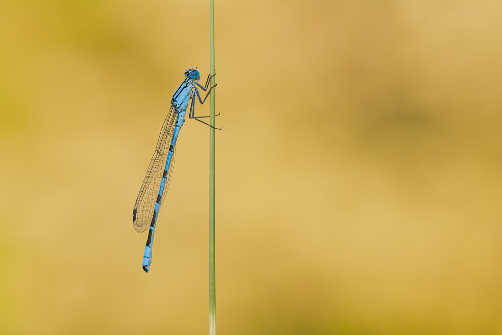 Libelle im Abendlicht