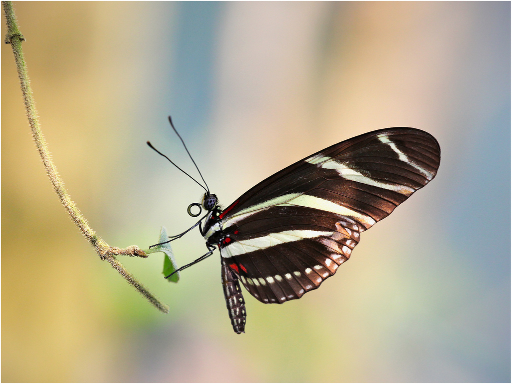 Heliconius charithonia