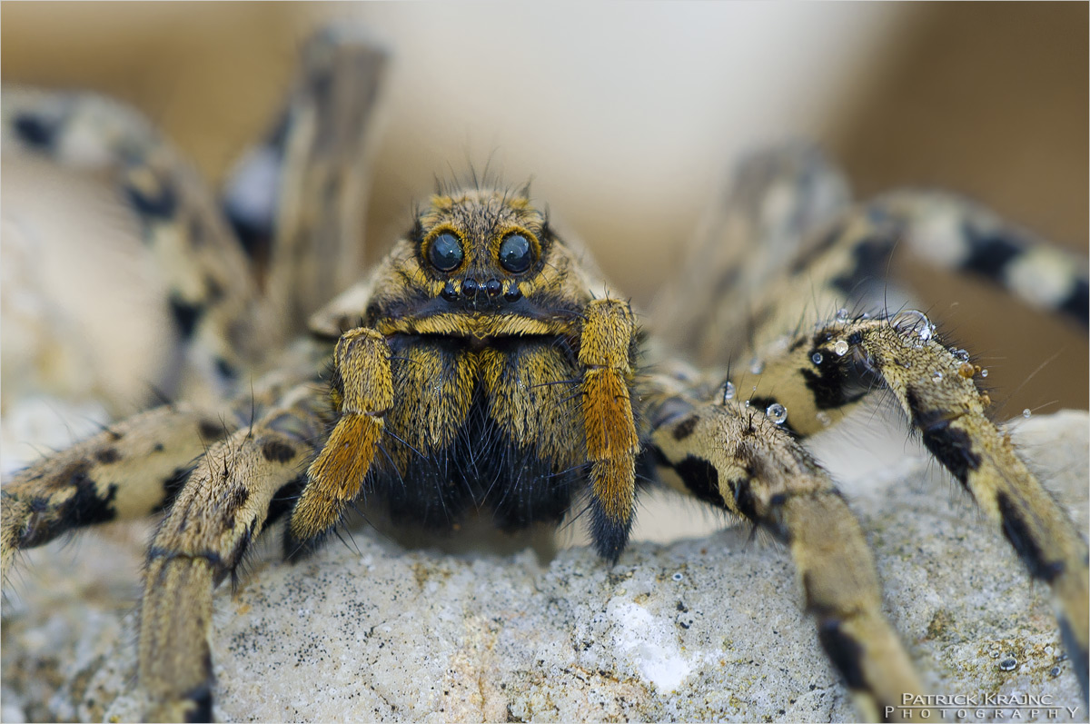 Apulische Tarantel (Forum für Naturfotografen)