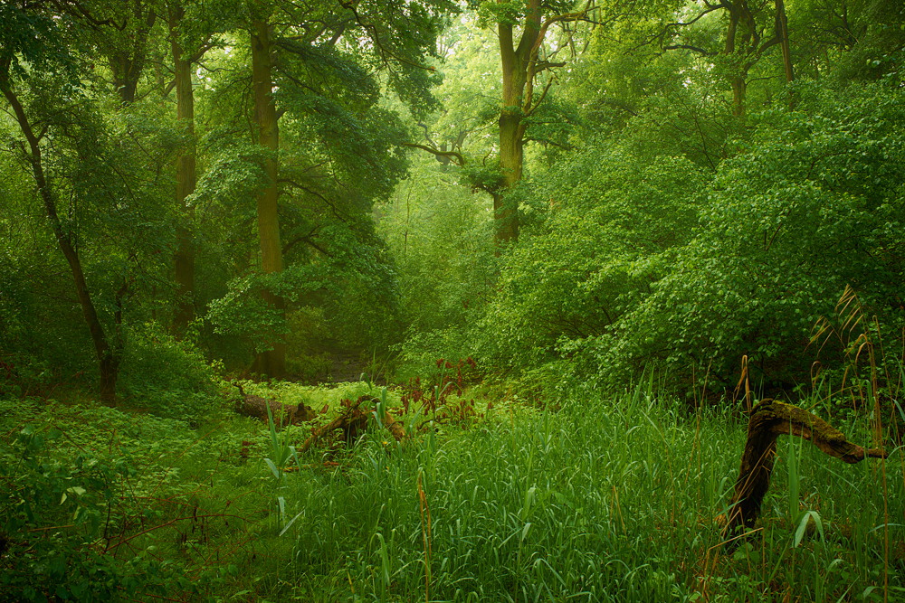 Urwald (Forum für Naturfotografen)