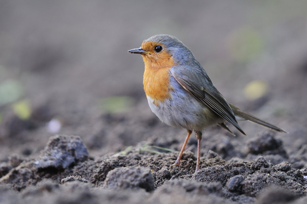 Wildkaninchen (Oryctolagus cuniculus) (Forum für