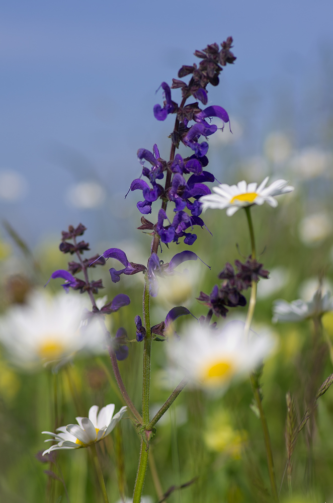 Wiesensalbei