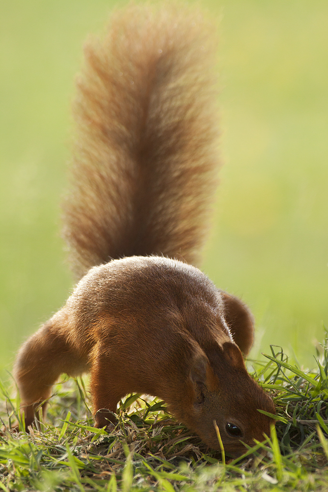 Eichhörnchen sucht Haselnüsse