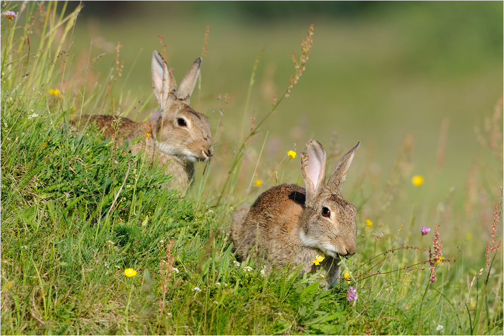 Wildkaninchen....