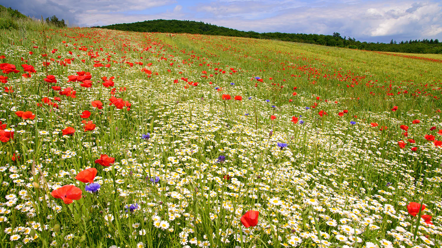 Mohnlandschaft