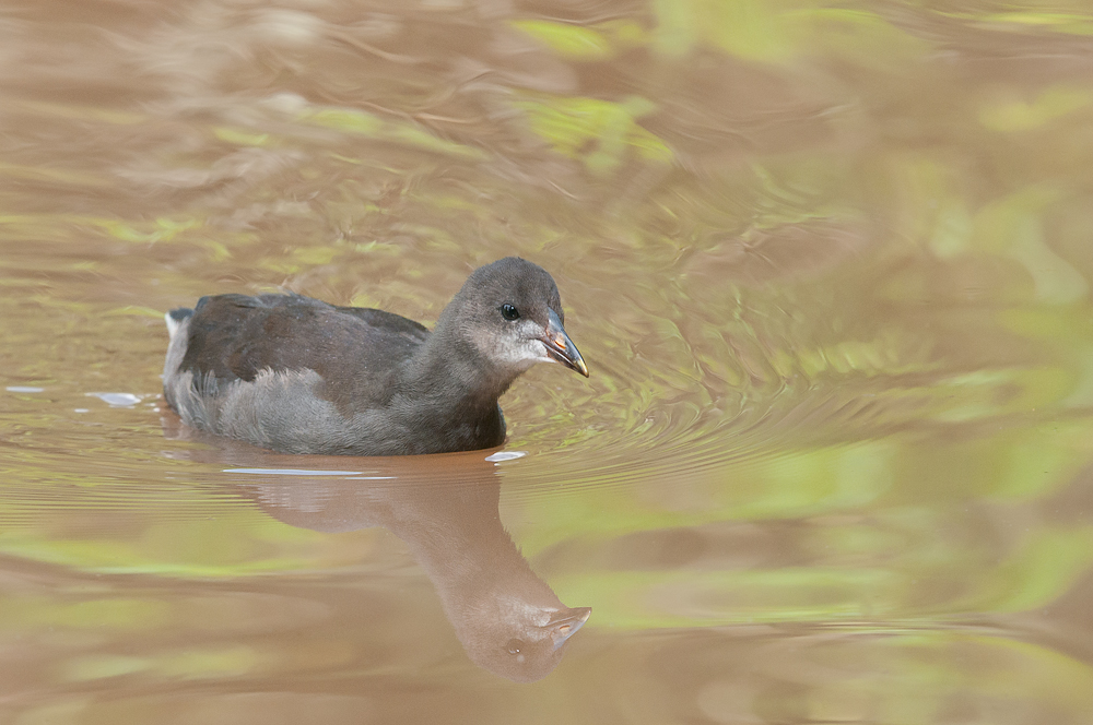 Teichralle Jungvogel