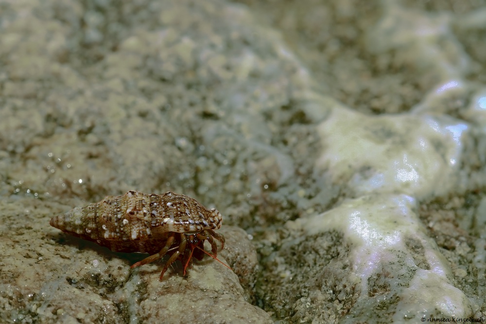 Kleines Krabbeltierchen