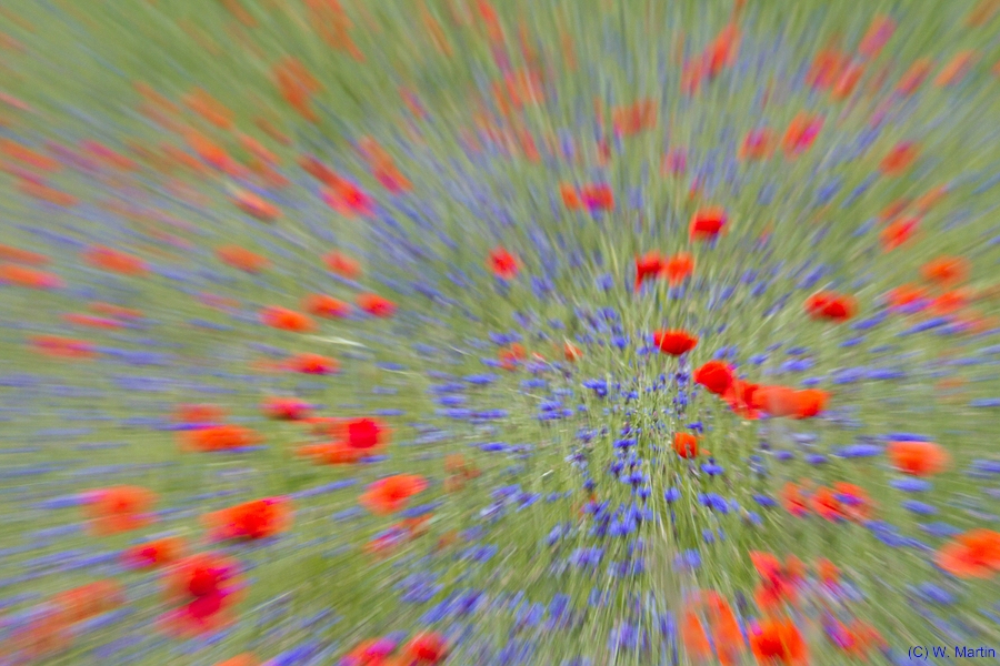 Blütenexplosion