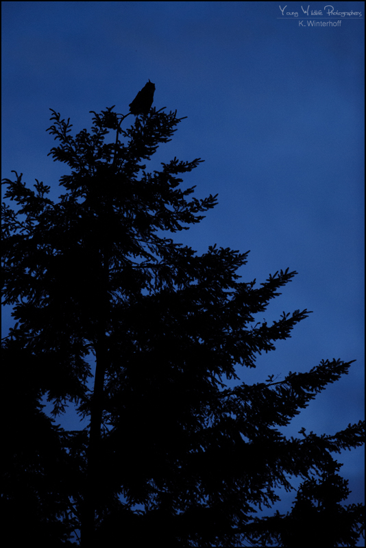 ~ Jäger der Nacht ~