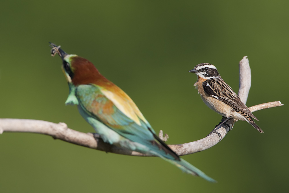 Braunkehlchen in Gesellschaft