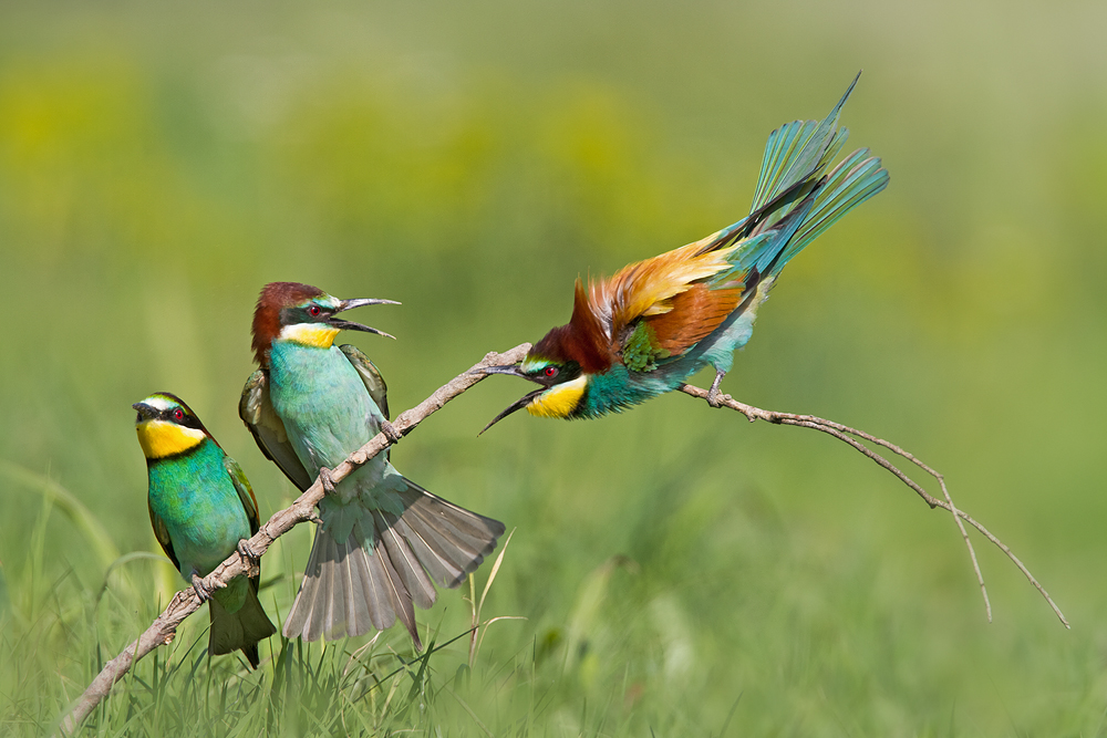 Angry Bird