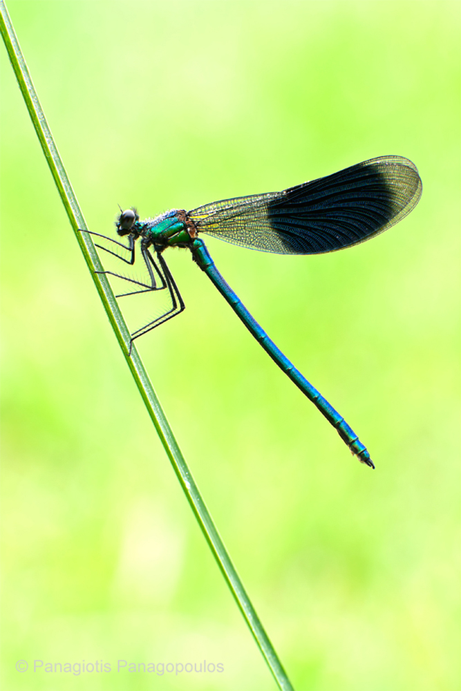 Gebänderte Prachtlibelle - Calopteryx splendens