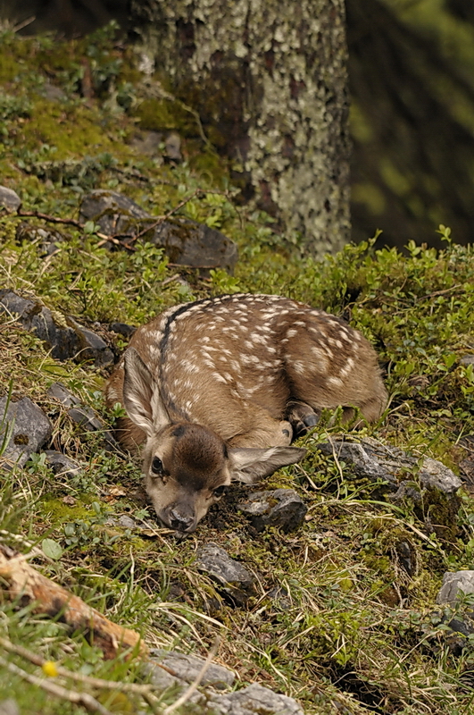 Hirschkalb