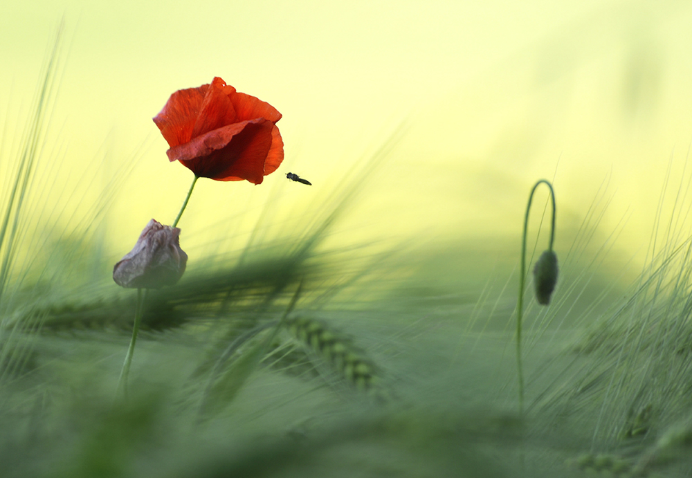 Klatschmohn bekommt Besuch !