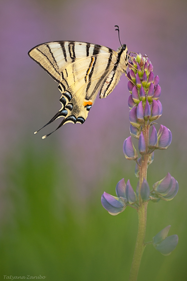 Segelfalter (Iphiclides podalirius)