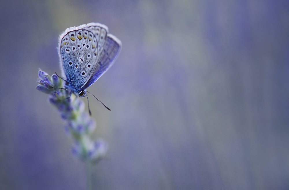 Bläuling im Lavendel