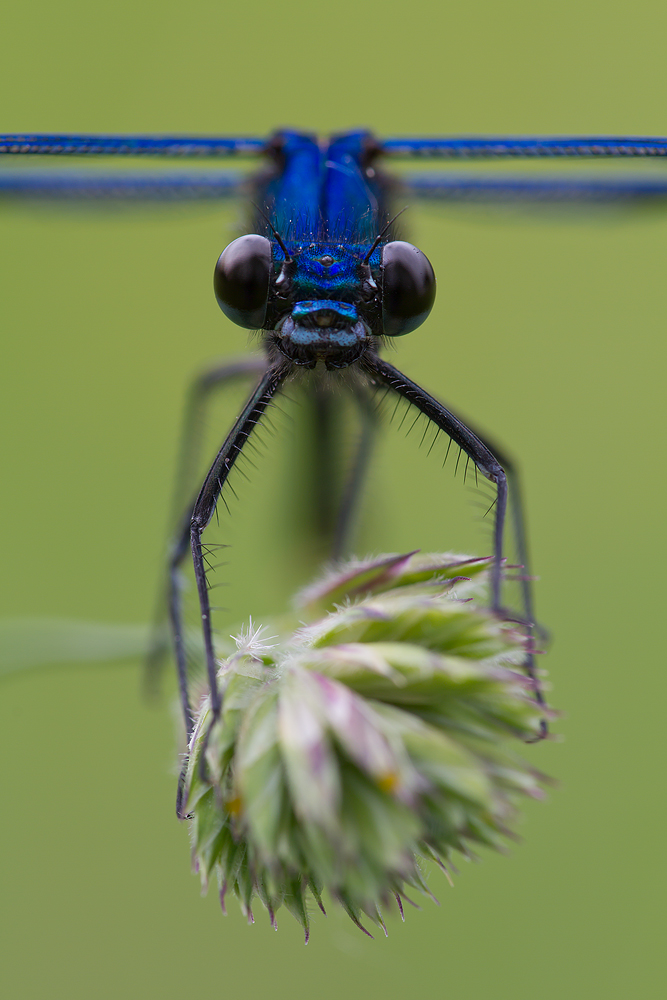 Dark-eyed Dragon
