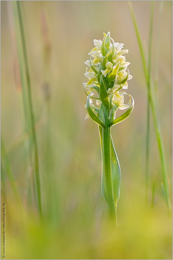 ~ Strohgelbes Knabenkraut (Dactylorhiza ochroleuca) ~