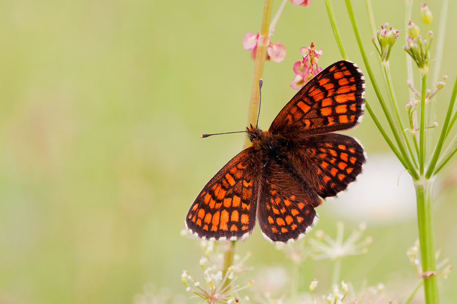 Wachtelweizen-Scheckenfalter (Melitaea athalia)