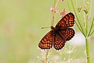 Wachtelweizen-Scheckenfalter (Melitaea athalia)