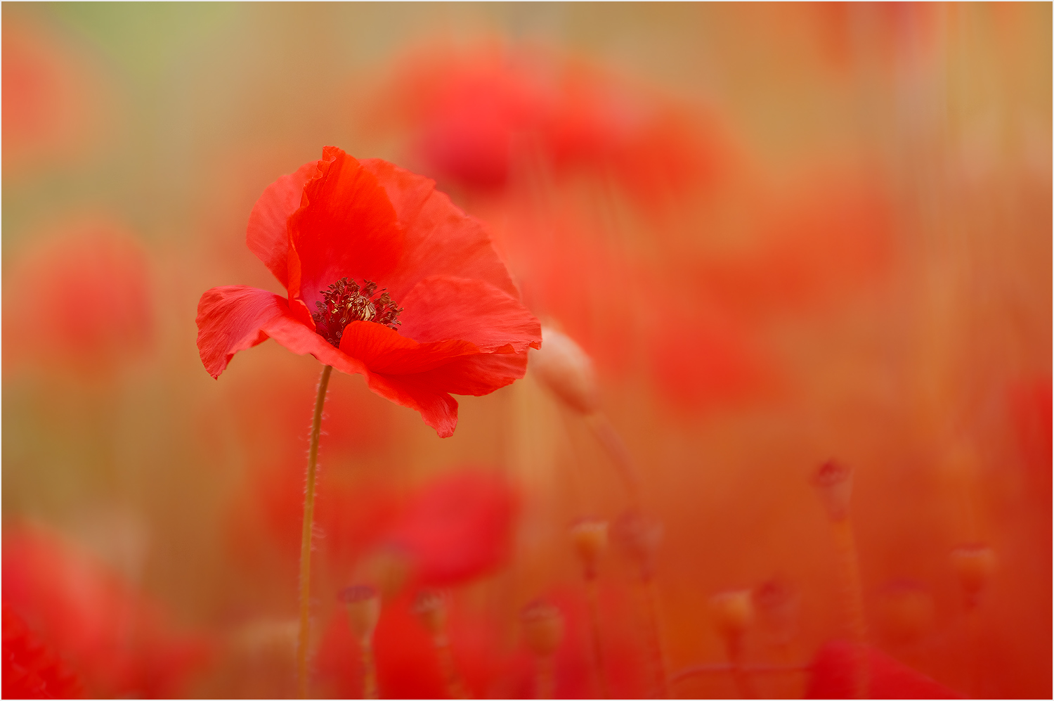 der Klatsch-Mohn...