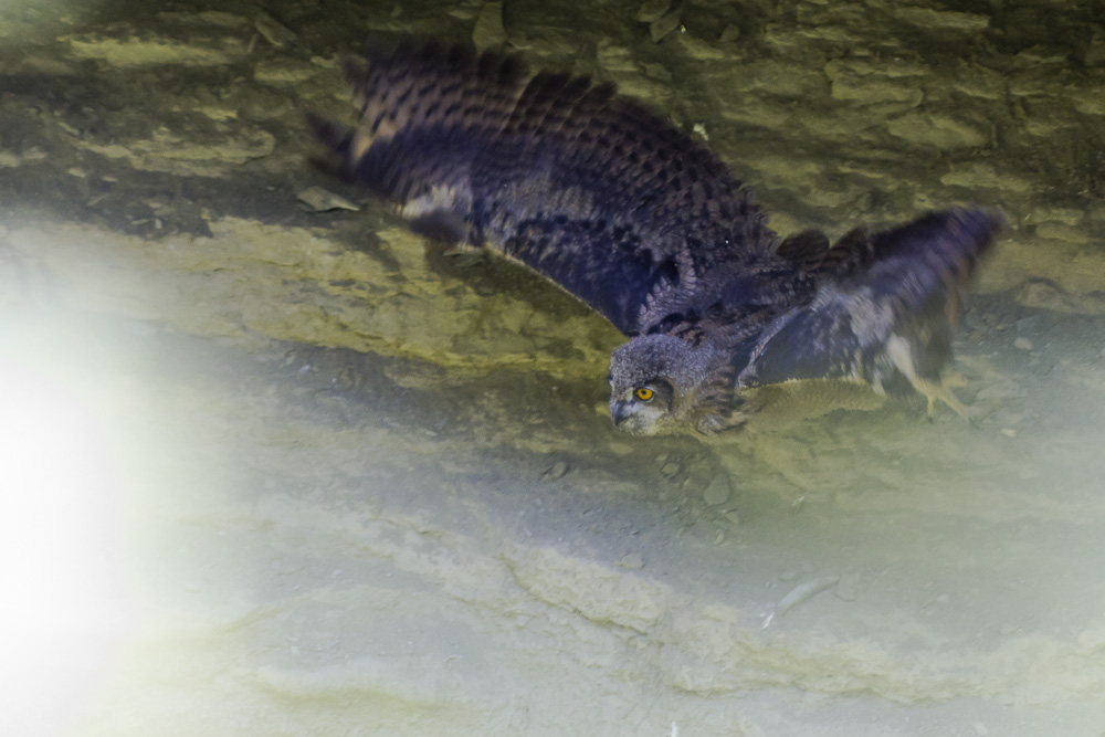 Junguhu beim Abflug