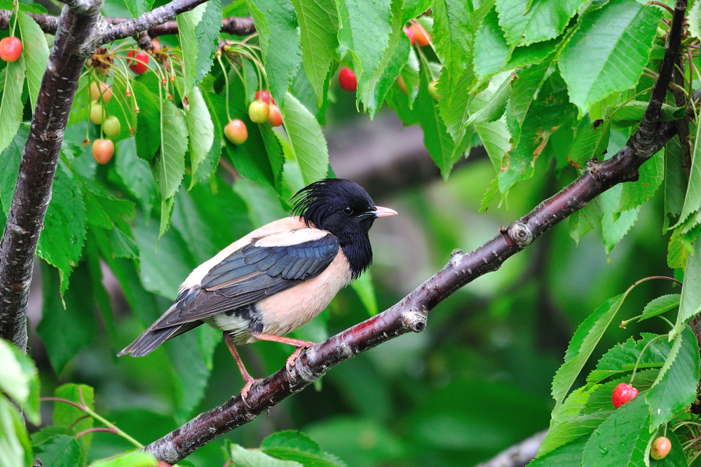 Rosenstar im Kirschbaum