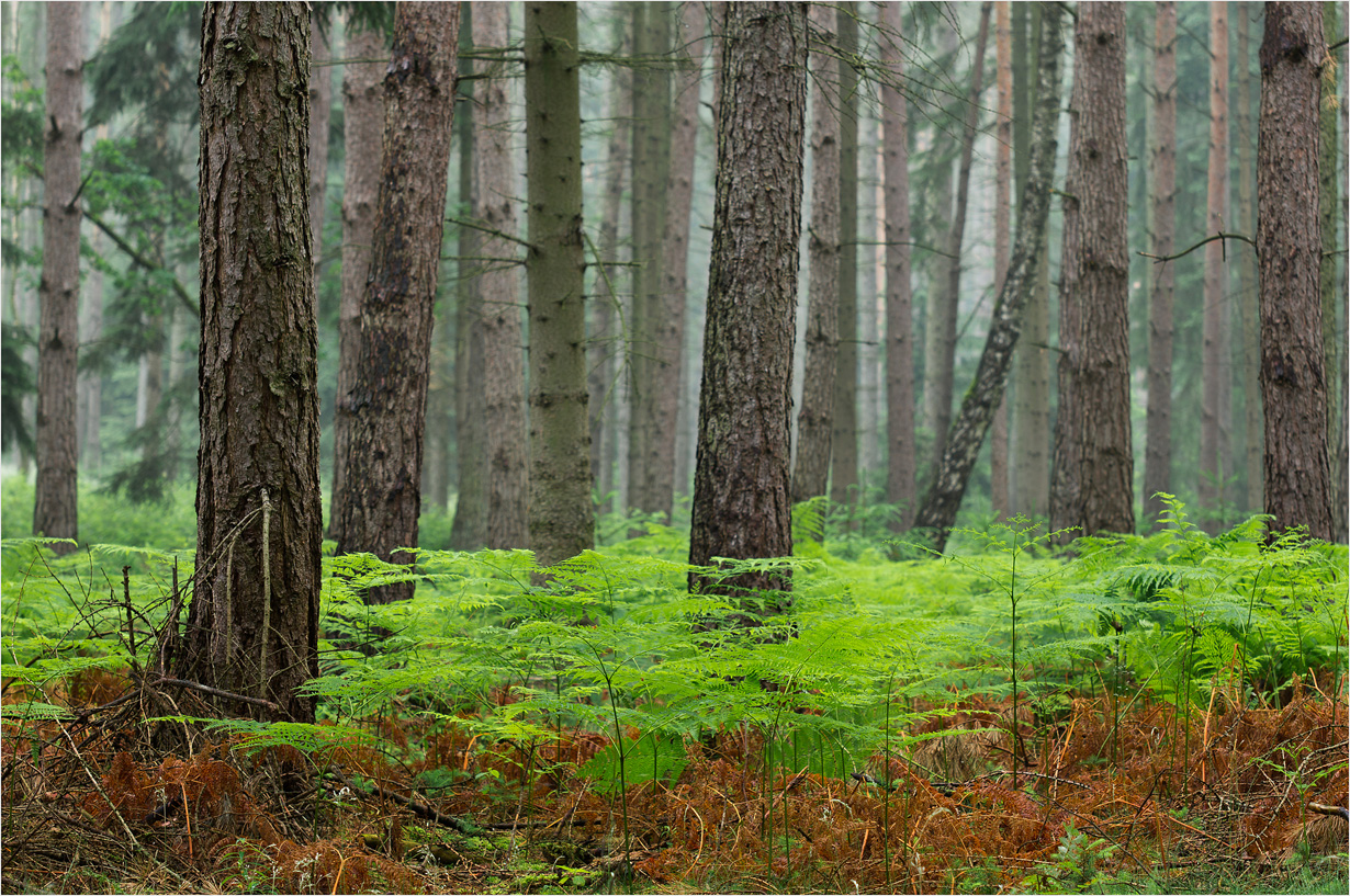 "Regen"-Wald