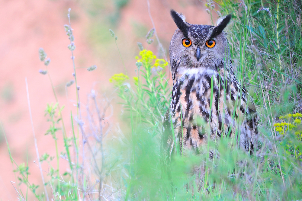 Scharfer Blick